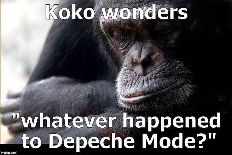 While I've been trying to live down my Sade Phase, Koko had no pretentions about her musical taste... | Koko wonders; "whatever happened to Depeche Mode?" | image tagged in koko,depeche mode,musical phases,what's your darkest secret,i'm all your's tina turner,douglie | made w/ Imgflip meme maker
