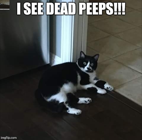 Insidious  | I SEE DEAD PEEPS!!! | image tagged in cats | made w/ Imgflip meme maker
