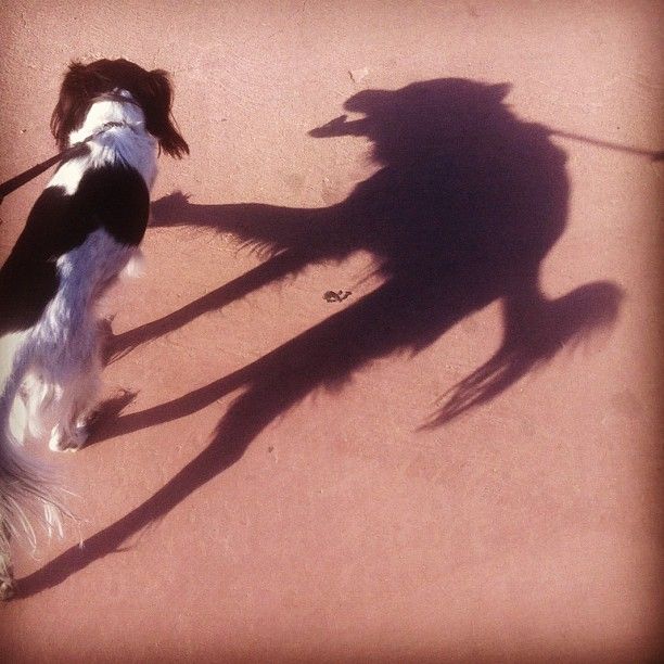 Dog with wolf shadow Blank Meme Template