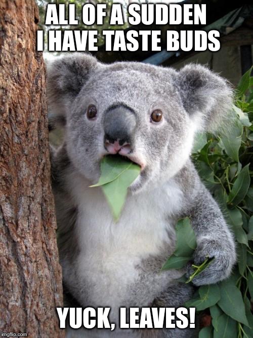 Surprised Koala Meme | ALL OF A SUDDEN I HAVE TASTE BUDS; YUCK, LEAVES! | image tagged in memes,surprised koala | made w/ Imgflip meme maker