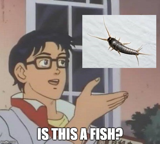 IS THIS A FISH? | image tagged in silver,fish,insects | made w/ Imgflip meme maker