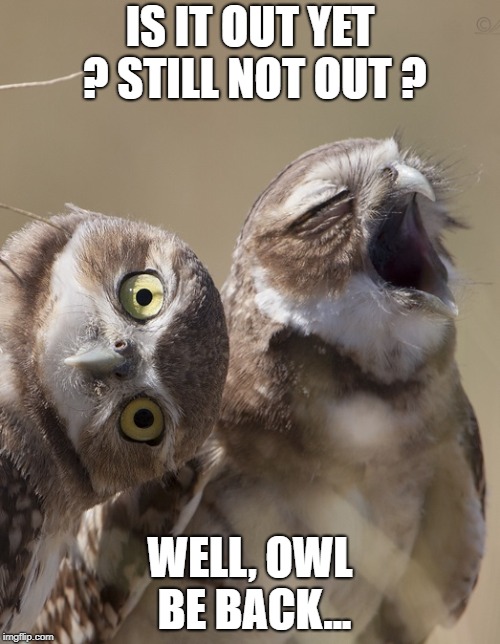 IS IT OUT YET ? STILL NOT OUT ? WELL, OWL BE BACK... | image tagged in is it out | made w/ Imgflip meme maker
