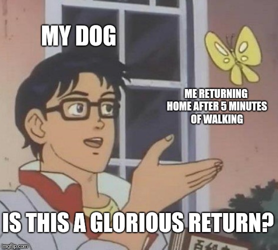 So this is a template now huh | MY DOG; ME RETURNING HOME AFTER 5 MINUTES OF WALKING; IS THIS A GLORIOUS RETURN? | image tagged in memes,is this a pigeon | made w/ Imgflip meme maker