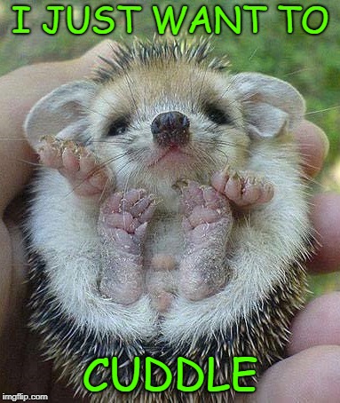 I JUST WANT TO; CUDDLE | image tagged in cuddle,hedgehog | made w/ Imgflip meme maker
