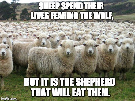 sheep | SHEEP SPEND THEIR LIVES FEARING THE WOLF, BUT IT IS THE SHEPHERD THAT WILL EAT THEM. | image tagged in sheep | made w/ Imgflip meme maker
