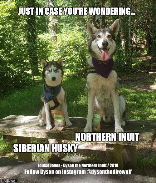 image tagged in dysonthedirewolf,husky,northerninuit,funnydogs,dogs,dogmeme | made w/ Imgflip meme maker