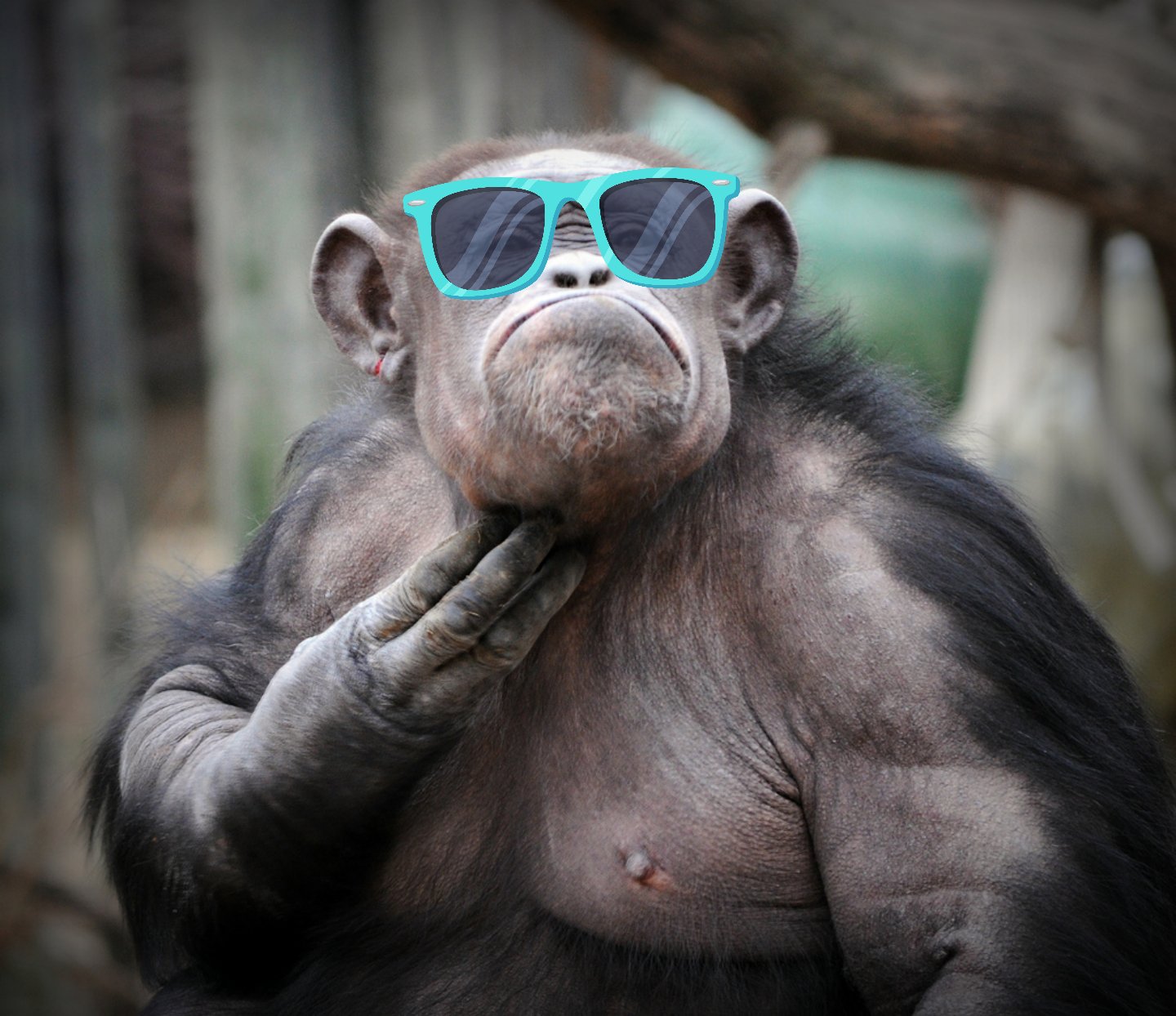 Глупая обезьяна. Обезьяна в очках. Крутая обезьяна. Смешные обезьяны. Макака в очках.