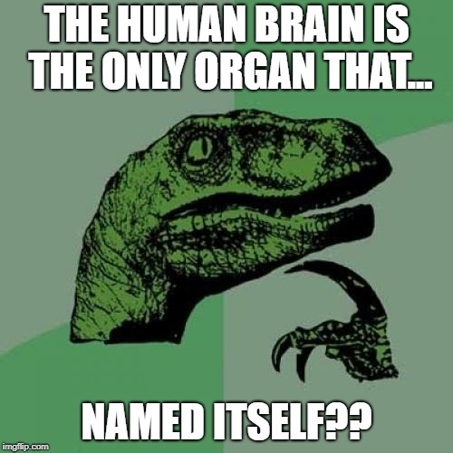 Philosoraptor Meme |  THE HUMAN BRAIN IS THE ONLY ORGAN THAT... NAMED ITSELF?? | image tagged in memes,philosoraptor | made w/ Imgflip meme maker