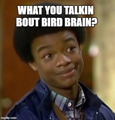 WHAT YOU TALKIN BOUT BIRD BRAIN? | made w/ Imgflip meme maker
