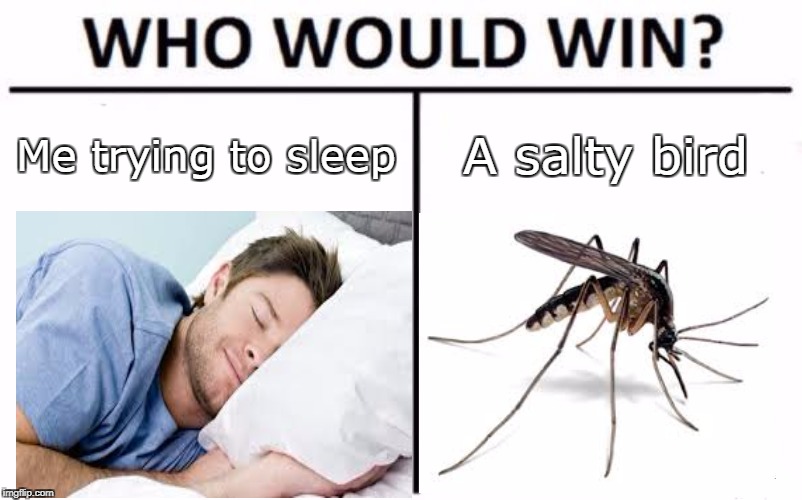 I think the salty bird will win | Me trying to sleep; A salty bird | image tagged in memes,saltybird | made w/ Imgflip meme maker