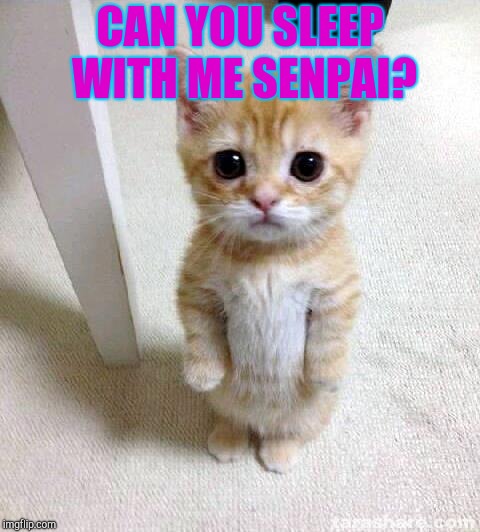 Cute Cat Meme | CAN YOU SLEEP WITH ME SENPAI? | image tagged in memes,cute cat | made w/ Imgflip meme maker