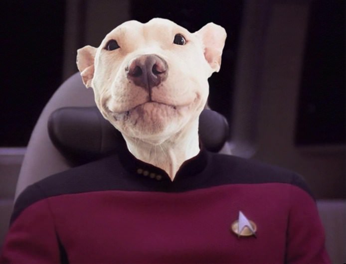 Captain Picard Dog Blank Meme Template