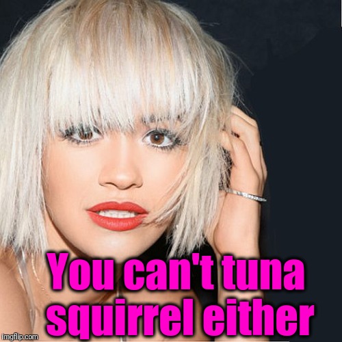 ditz | You can't tuna squirrel either | image tagged in ditz | made w/ Imgflip meme maker