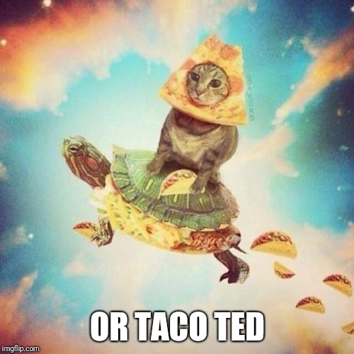 Space Pizza Cat Turtle Tacos | OR TACO TED | image tagged in space pizza cat turtle tacos | made w/ Imgflip meme maker