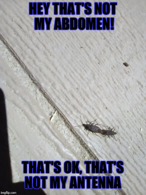 HEY THAT'S NOT MY ABDOMEN! THAT'S OK, THAT'S NOT MY ANTENNA | image tagged in bugs | made w/ Imgflip meme maker