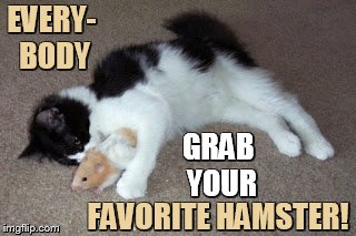 Hamster Weekend July 6-8 a bachmemeguy2, 1forpeace, and Shen_Hiroku_Nagato event | EVERY- BODY; GRAB YOUR; FAVORITE HAMSTER! | image tagged in memes,hamster weekend,cute cat,grab,favorite,hamster | made w/ Imgflip meme maker