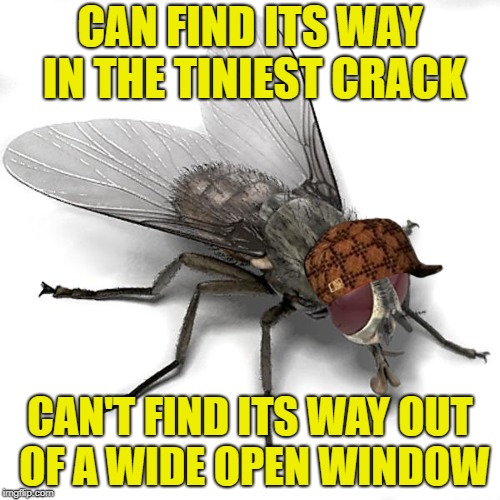Scumbag House Fly | CAN FIND ITS WAY IN THE TINIEST CRACK; CAN'T FIND ITS WAY OUT OF A WIDE OPEN WINDOW | image tagged in scumbag house fly,scumbag | made w/ Imgflip meme maker