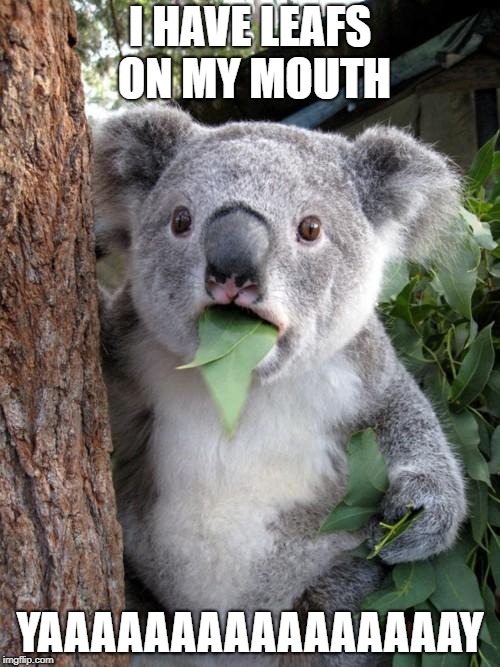 Surprised Koala | I HAVE LEAFS ON MY MOUTH; YAAAAAAAAAAAAAAAAY | image tagged in memes,surprised koala | made w/ Imgflip meme maker