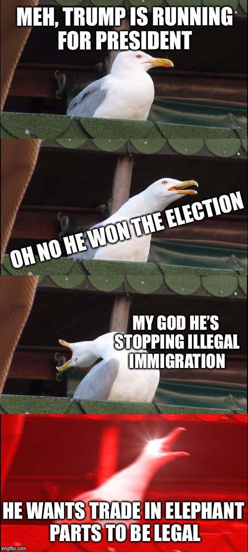 Progressive progression | MEH, TRUMP IS RUNNING FOR PRESIDENT; OH NO HE WON THE ELECTION; MY GOD HE’S STOPPING ILLEGAL IMMIGRATION; HE WANTS TRADE IN ELEPHANT PARTS TO BE LEGAL | image tagged in memes,inhaling seagull,donald trump | made w/ Imgflip meme maker