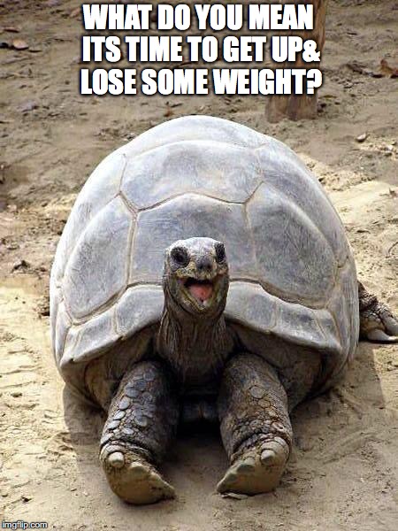 Smiling happy excited tortoise | WHAT DO YOU MEAN ITS TIME TO GET UP& LOSE SOME WEIGHT? | image tagged in smiling happy excited tortoise | made w/ Imgflip meme maker
