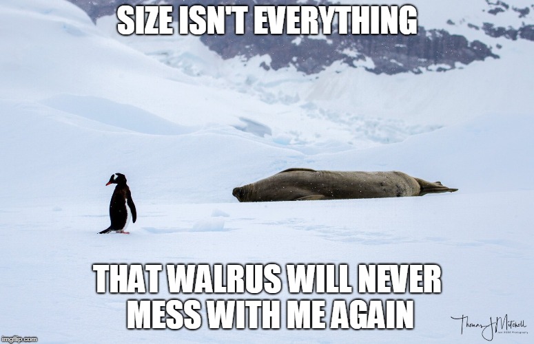 SIZE ISN'T EVERYTHING; THAT WALRUS WILL NEVER MESS WITH ME AGAIN | made w/ Imgflip meme maker