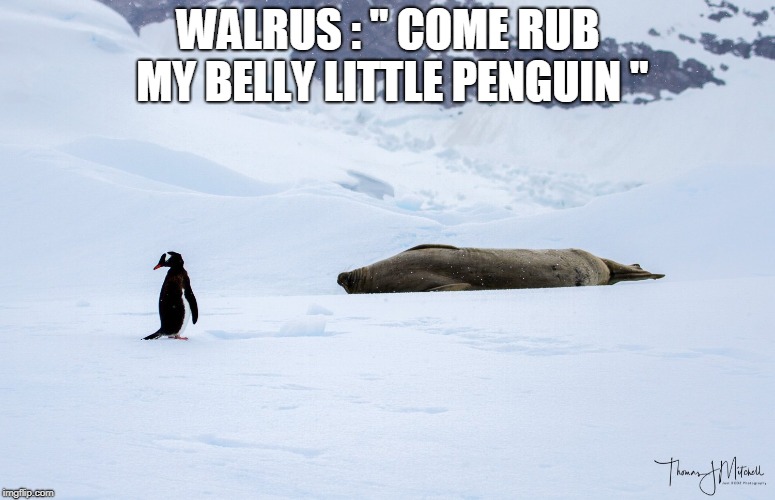 WALRUS : " COME RUB MY BELLY LITTLE PENGUIN " | made w/ Imgflip meme maker