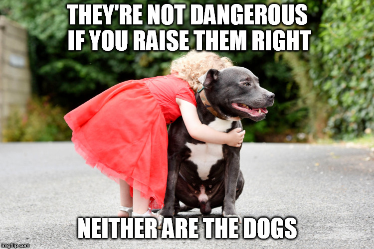 Raised Right | THEY'RE NOT DANGEROUS IF YOU RAISE THEM RIGHT; NEITHER ARE THE DOGS | image tagged in pitbulls,funny dogs,bad pun dog,dogs,memes,common sense | made w/ Imgflip meme maker