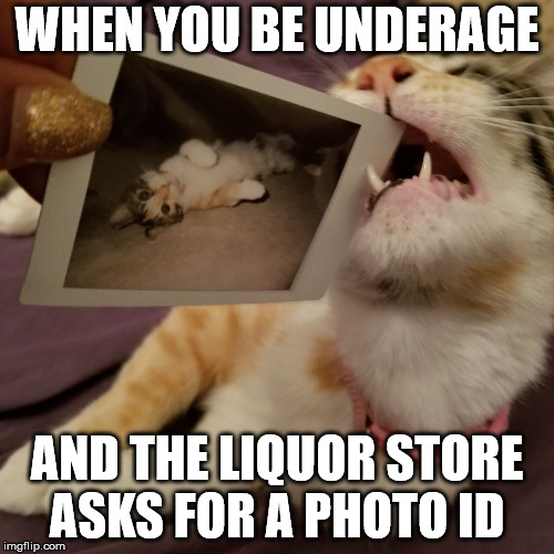 It's been a long time since I had this problem | WHEN YOU BE UNDERAGE; AND THE LIQUOR STORE ASKS FOR A PHOTO ID | image tagged in cat photo,photo id,liquor store,nooooo | made w/ Imgflip meme maker