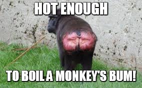 Summer Sucks | HOT ENOUGH; TO BOIL A MONKEY'S BUM! | image tagged in summer,summer sucks,hot days | made w/ Imgflip meme maker