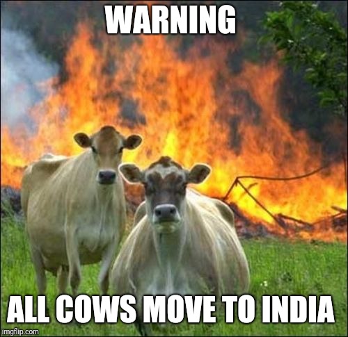 Evil Cows Meme | WARNING; ALL COWS MOVE TO INDIA | image tagged in memes,evil cows | made w/ Imgflip meme maker