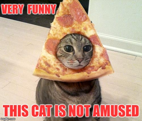 Not amused | VERY 
FUNNY; THIS CAT IS NOT AMUSED | image tagged in pizza cat | made w/ Imgflip meme maker