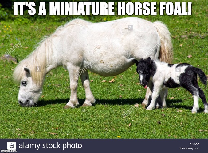 IT'S A MINIATURE HORSE FOAL! | made w/ Imgflip meme maker