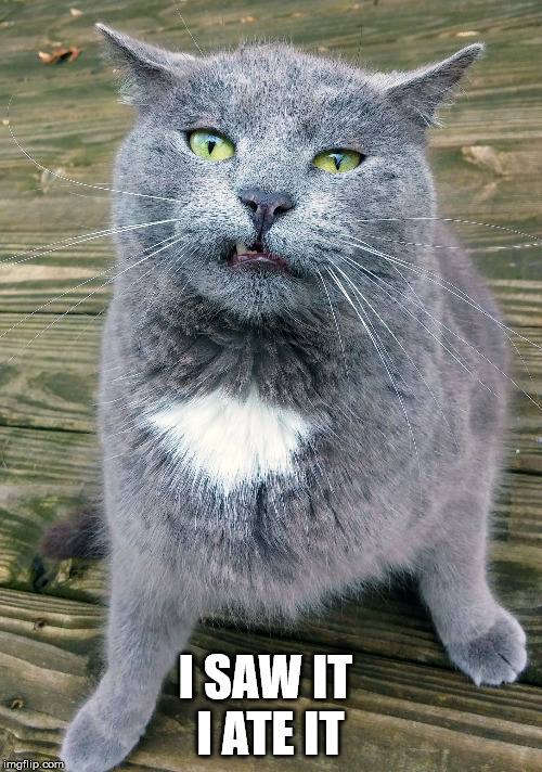 Smiley Cat | I SAW IT    I ATE IT | image tagged in smiley cat | made w/ Imgflip meme maker