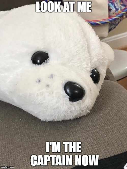 LOOK AT ME; I'M THE CAPTAIN NOW | image tagged in flat seal | made w/ Imgflip meme maker