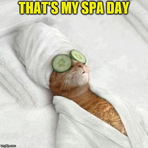 Cat spa sunday | THAT'S MY SPA DAY | image tagged in cat spa sunday | made w/ Imgflip meme maker