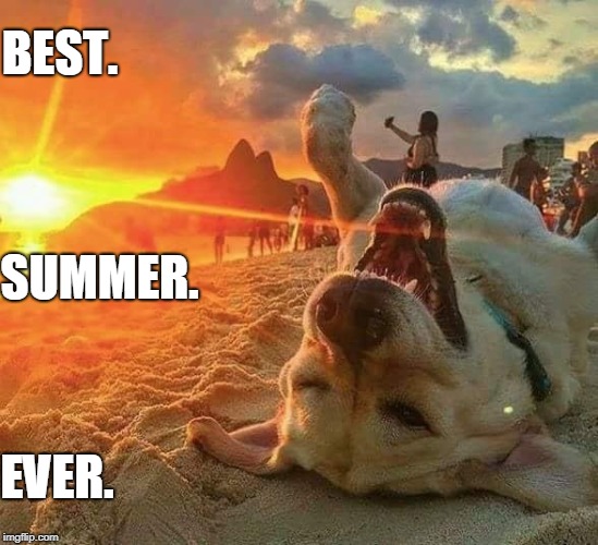 This dog's livin' the dream | BEST. SUMMER. EVER. | image tagged in best,summer,ever,dog | made w/ Imgflip meme maker