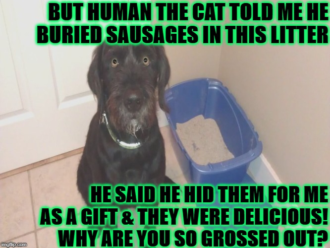 BUT HUMAN THE CAT TOLD ME HE BURIED SAUSAGES IN THIS LITTER; HE SAID HE HID THEM FOR ME AS A GIFT & THEY WERE DELICIOUS! WHY ARE YOU SO GROSSED OUT? | image tagged in cat sausages | made w/ Imgflip meme maker