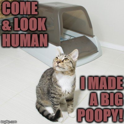 COME & LOOK HUMAN; I MADE A BIG POOPY! | image tagged in a poopy | made w/ Imgflip meme maker