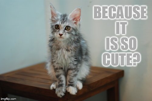 BECAUSE IT IS SO CUTE? | made w/ Imgflip meme maker