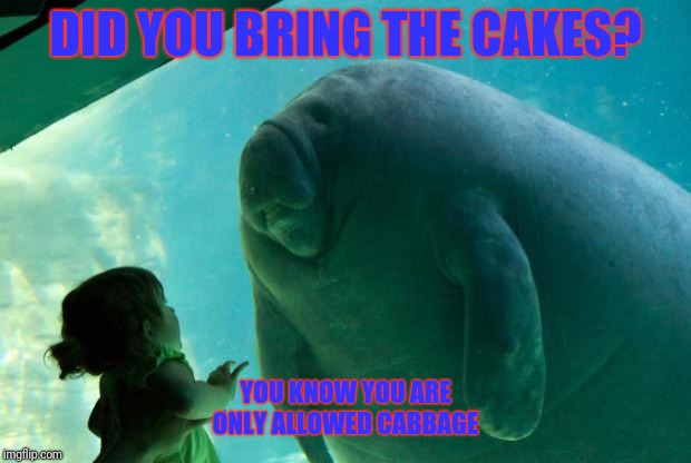 Give me cake | DID YOU BRING THE CAKES? YOU KNOW YOU ARE ONLY ALLOWED CABBAGE | image tagged in manatee,diet | made w/ Imgflip meme maker