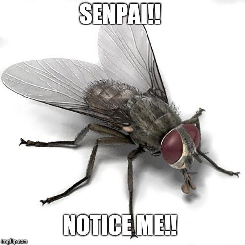 Scumbag House Fly | SENPAI!! NOTICE ME!! | image tagged in scumbag house fly | made w/ Imgflip meme maker