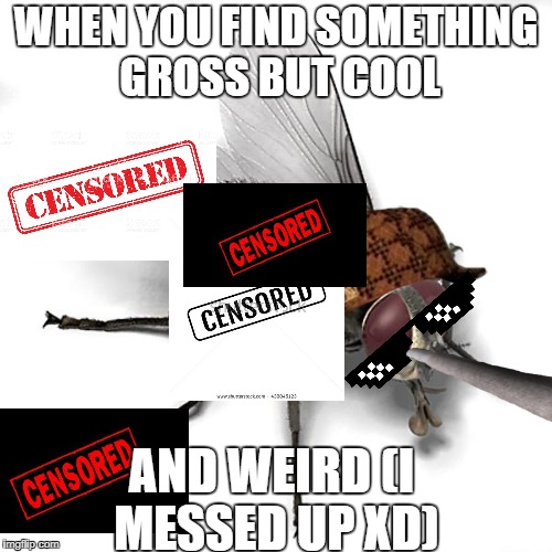 Scumbag House Fly | WHEN YOU FIND SOMETHING GROSS BUT COOL; AND WEIRD (I MESSED UP XD) | image tagged in scumbag house fly,scumbag | made w/ Imgflip meme maker