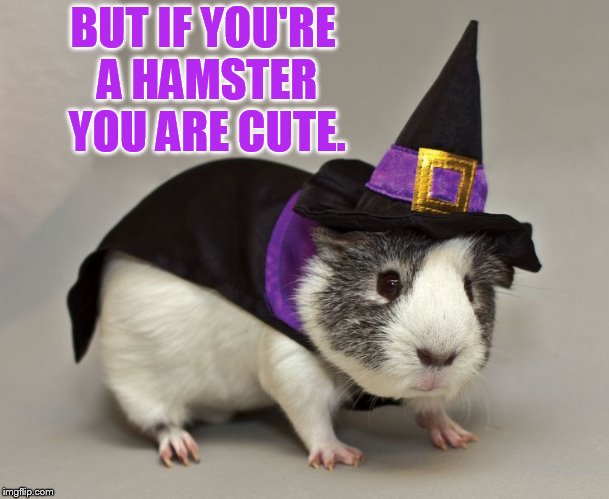 BUT IF YOU'RE A HAMSTER YOU ARE CUTE. | made w/ Imgflip meme maker