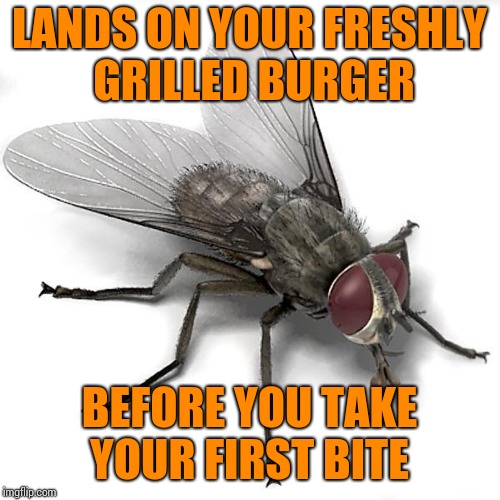Scumbag House Fly | LANDS ON YOUR FRESHLY GRILLED BURGER; BEFORE YOU TAKE YOUR FIRST BITE | image tagged in scumbag house fly | made w/ Imgflip meme maker
