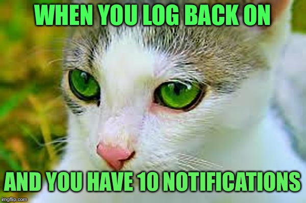 Meow’Dib | WHEN YOU LOG BACK ON; AND YOU HAVE 10 NOTIFICATIONS | image tagged in meowdib 600px,dune,spice | made w/ Imgflip meme maker