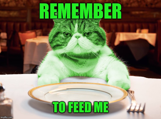 RayCat Hungry | REMEMBER TO FEED ME | image tagged in raycat hungry | made w/ Imgflip meme maker