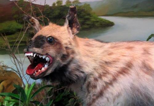 Haha Hyena Blank Meme Template