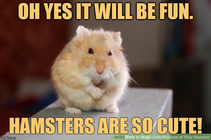 Hamster Weekend July 6-8 a bachmemeguy2, 1for peace, and  Shen_Hiroku_Nagato event | OH YES IT WILL BE FUN. HAMSTERS ARE SO CUTE! | image tagged in memes,hamster weekend,fun,hamster,are,so cute | made w/ Imgflip meme maker