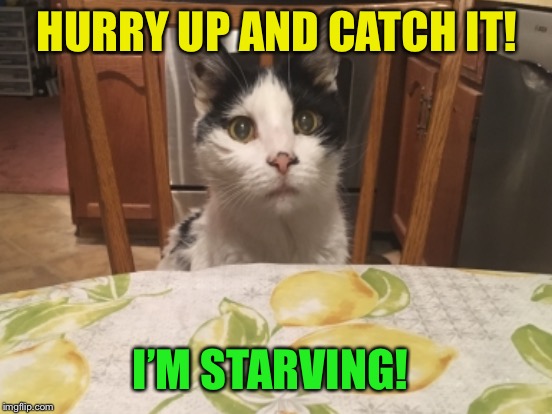 HURRY UP AND CATCH IT! I’M STARVING! | made w/ Imgflip meme maker
