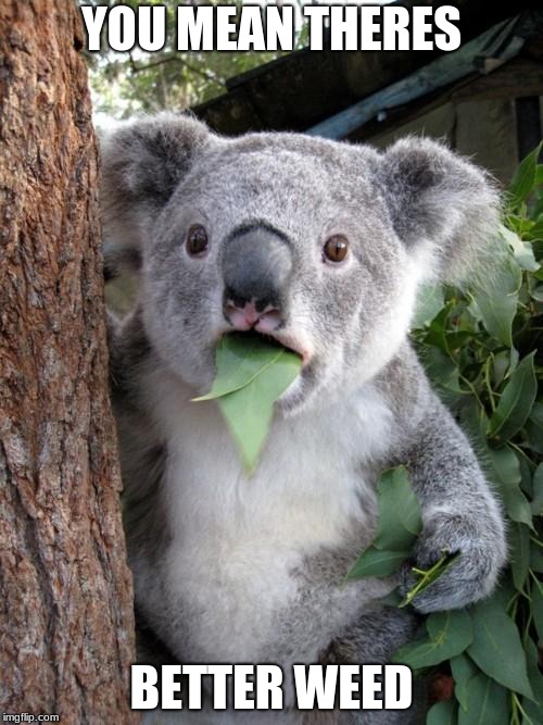 Surprised Koala | YOU MEAN THERES; BETTER WEED | image tagged in memes,surprised koala | made w/ Imgflip meme maker